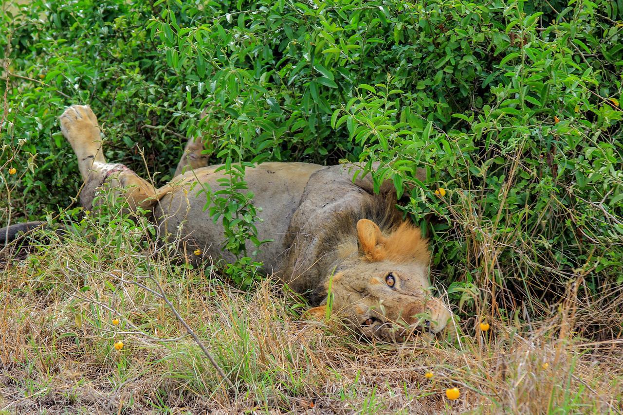Wild Tracks Overland Camp Kasese Bagian luar foto